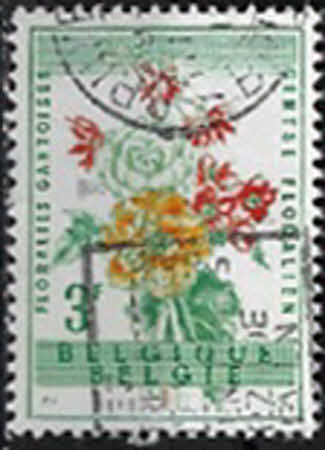 Begonia tuberosa 3 Fr