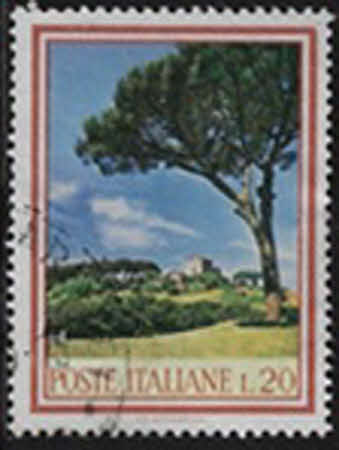 Kiefer auf dem Palatine - Hill. 20 L