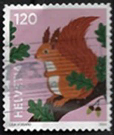 Rotes Eichhörnchen 120 C